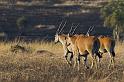 102 Tanzania, N-Serengeti, elandantilope